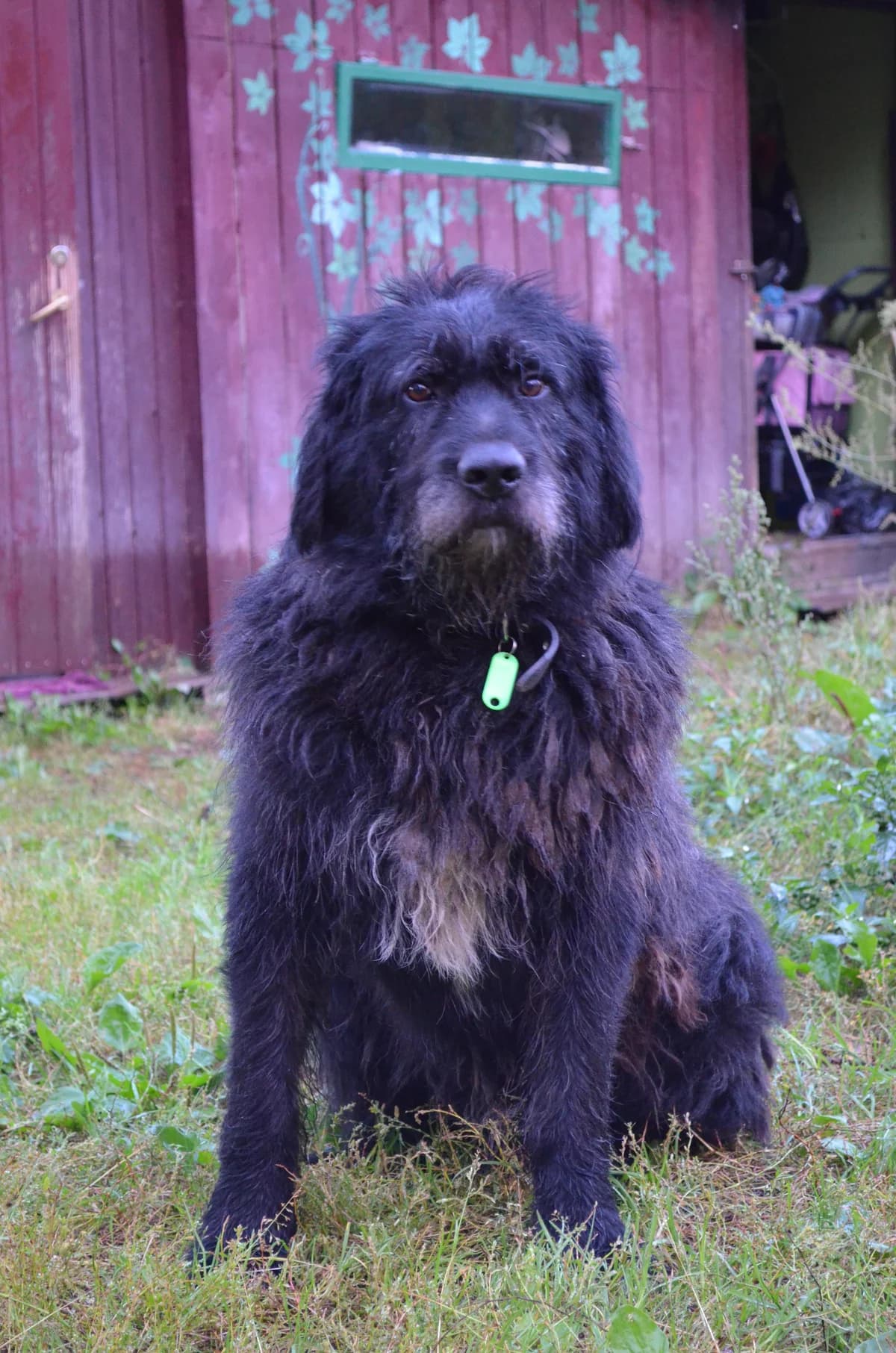Čalis, Mixed Breed for adoption at TUTTI palīdzība dzīvniekiem