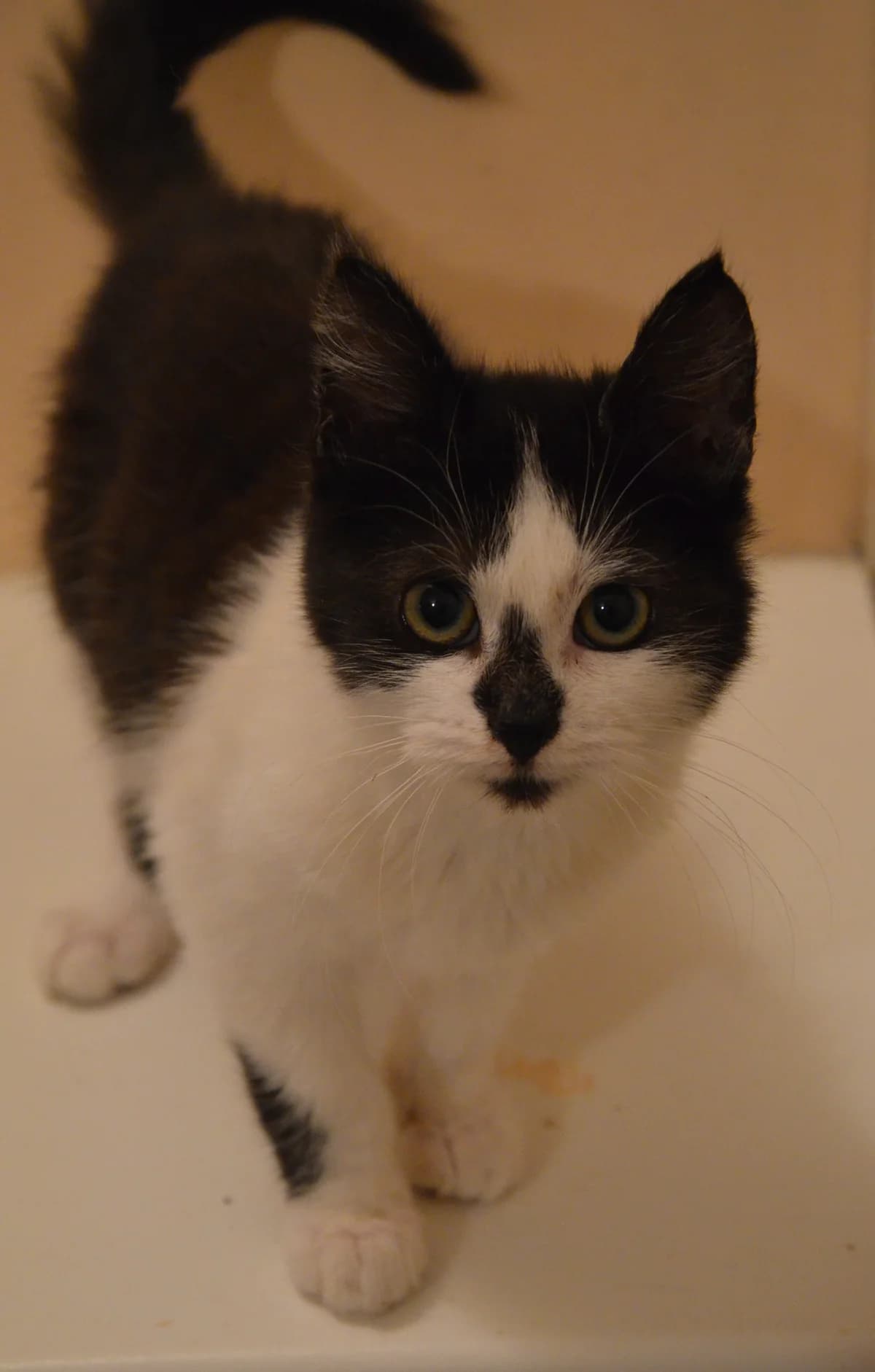 Ķeksis, Mixed Breed for adoption at TUTTI palīdzība dzīvniekiem