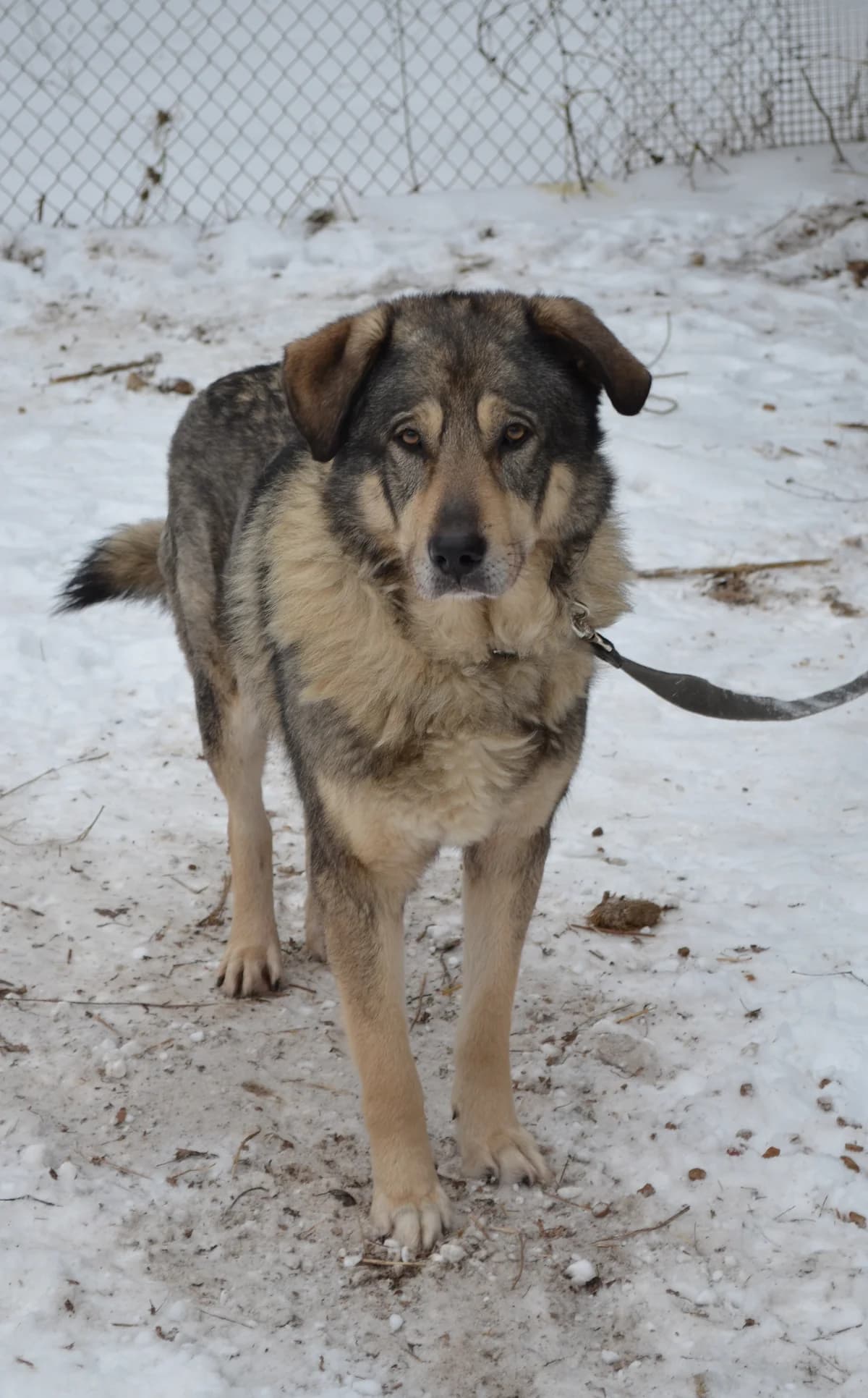 Barons, Mixed Breed for adoption at TUTTI palīdzība dzīvniekiem