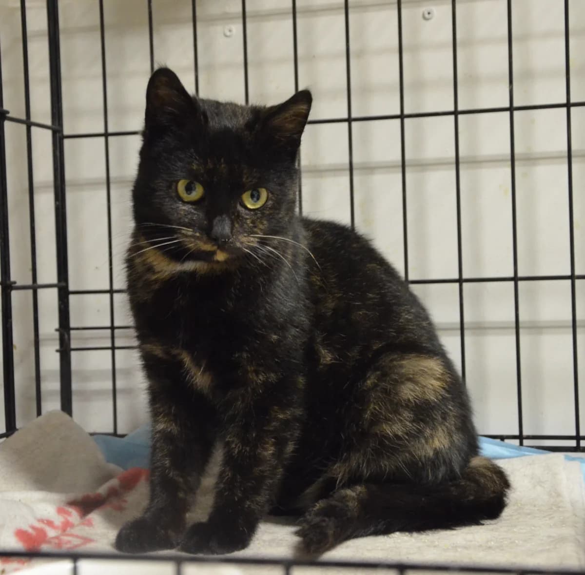 Fanta, Mixed Breed for adoption at TUTTI palīdzība dzīvniekiem