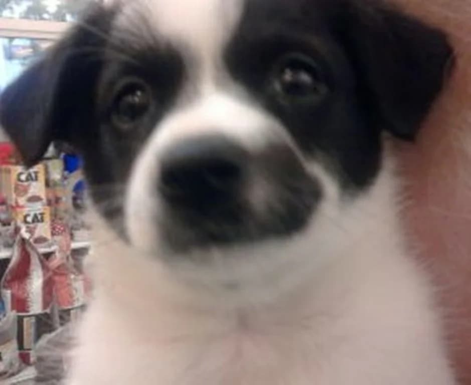 F, Mixed Breed for adoption at TUTTI palīdzība dzīvniekiem
