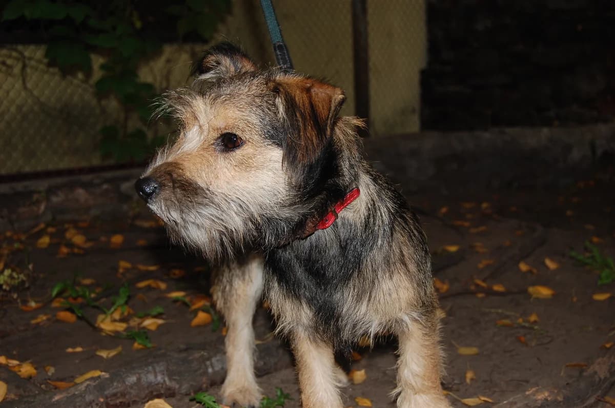 Ingvildas minčiu 019, Mixed Breed for adoption at TUTTI palīdzība dzīvniekiem
