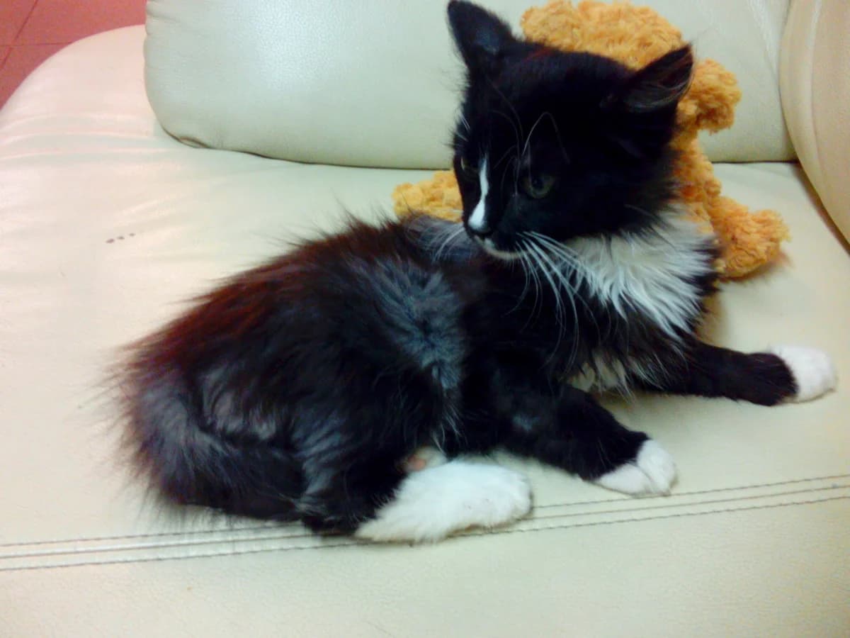 Marmelāde, Mixed Breed for adoption at TUTTI palīdzība dzīvniekiem