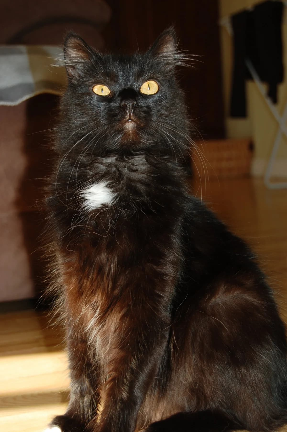 Ronija, Mixed Breed for adoption at TUTTI palīdzība dzīvniekiem