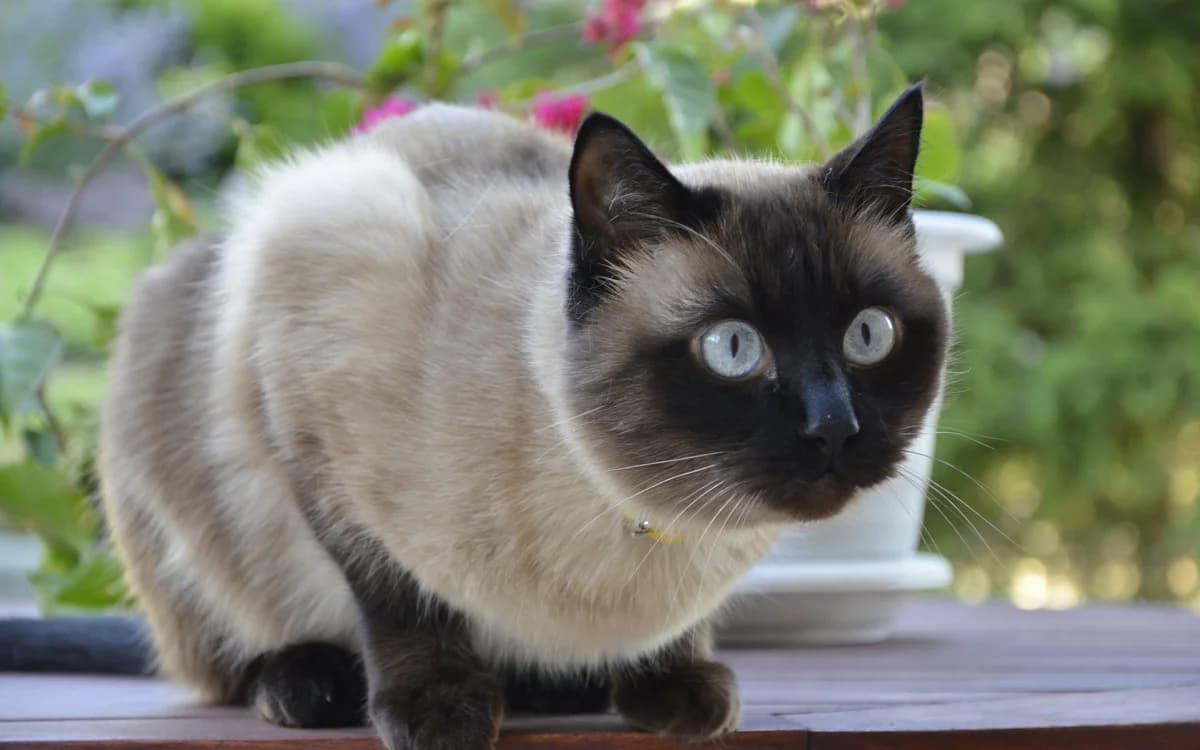 Caffe, Mixed Breed for adoption at TUTTI palīdzība dzīvniekiem