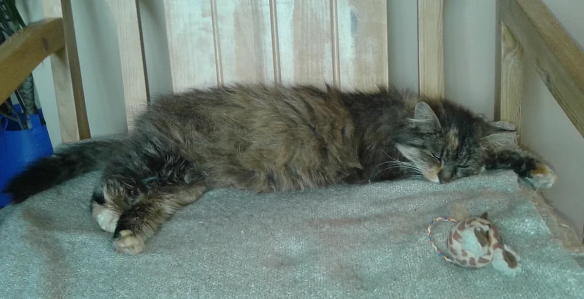Paulīne, Mixed Breed for adoption at TUTTI palīdzība dzīvniekiem
