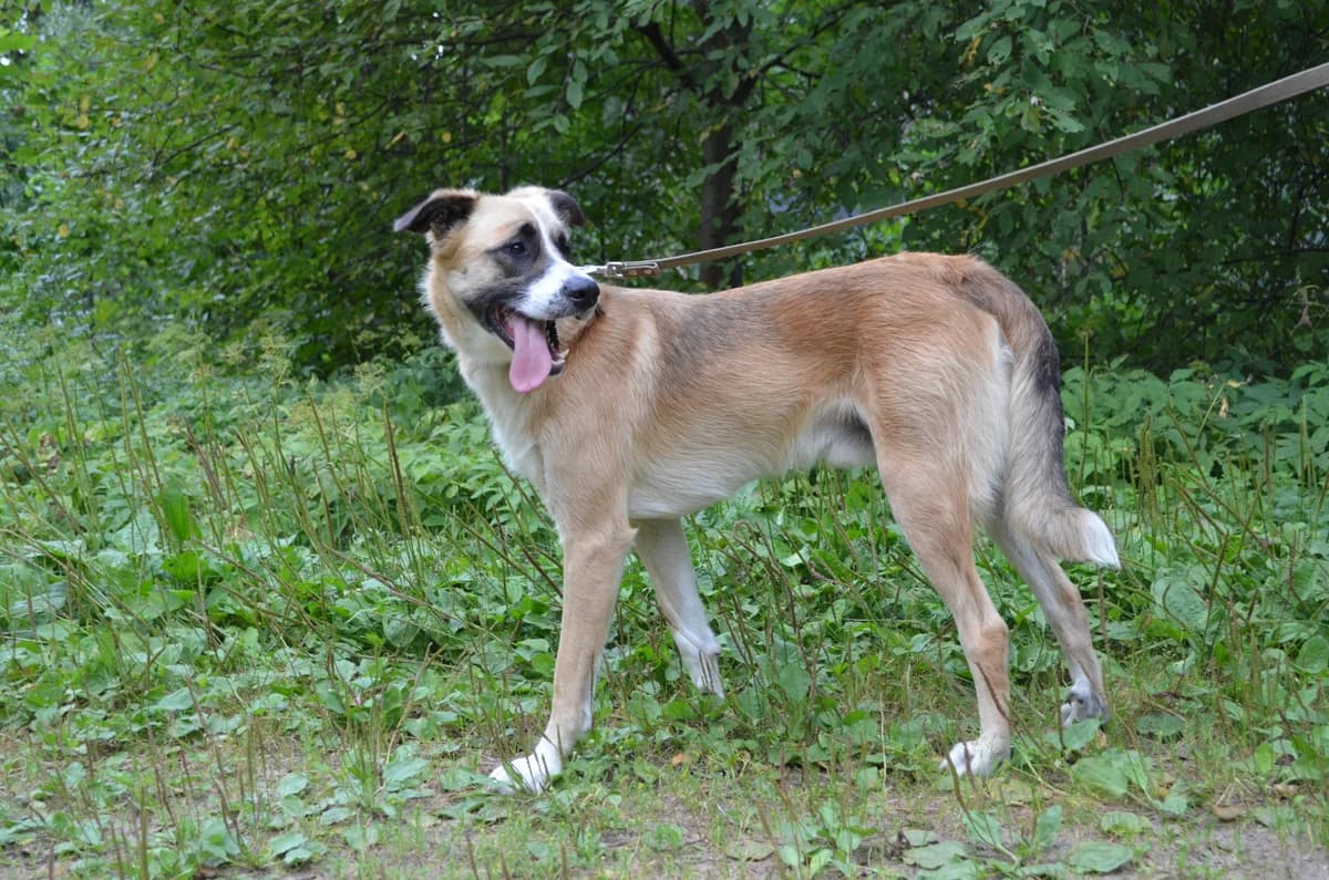 Bono, Mixed Breed for adoption at TUTTI palīdzība dzīvniekiem