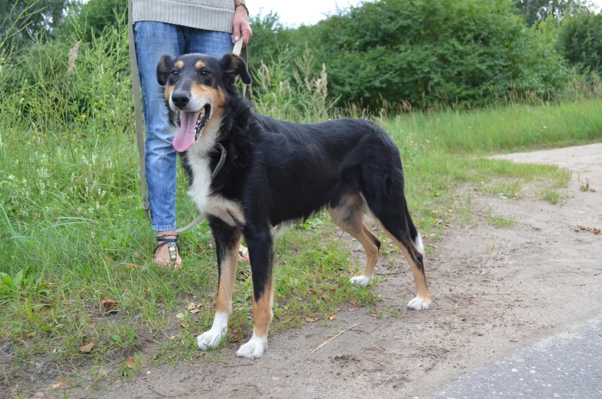 Osiriss, Mixed Breed for adoption at TUTTI palīdzība dzīvniekiem