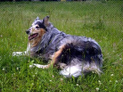 Čelsija, Mixed Breed for adoption at TUTTI palīdzība dzīvniekiem