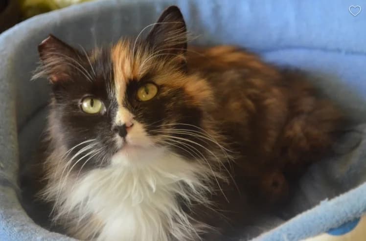 klaara, Mixed Breed for adoption at TUTTI palīdzība dzīvniekiem