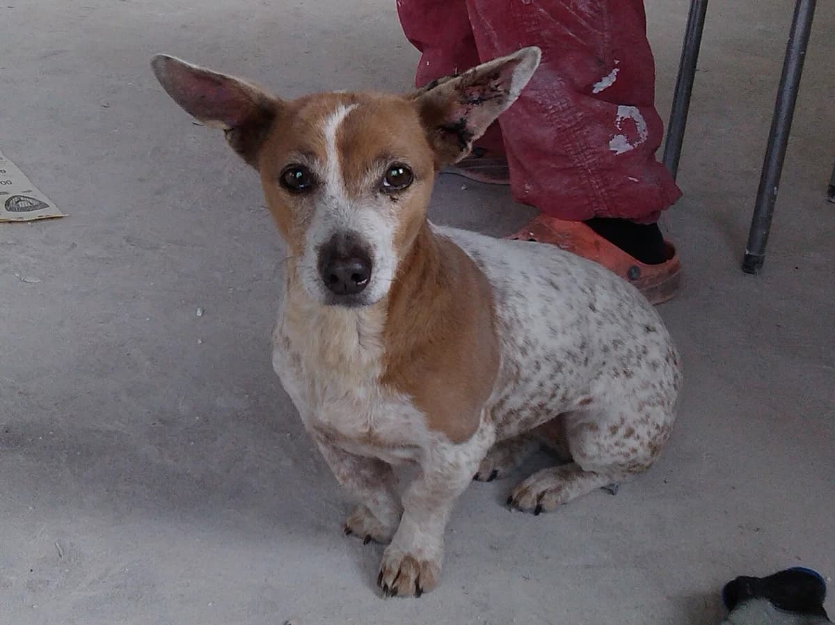 Tika, Mixed Breed for adoption at TUTTI palīdzība dzīvniekiem