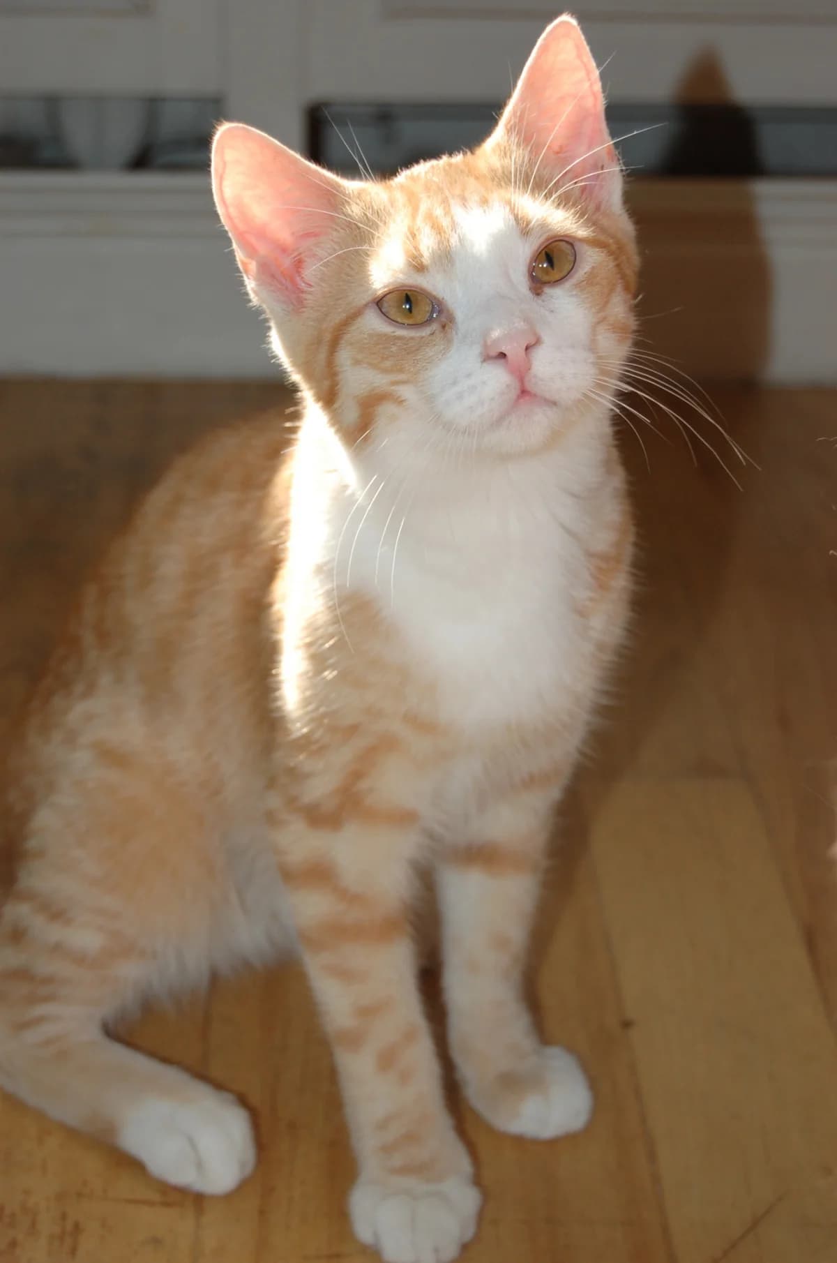 Pūpēdītis, Mixed Breed for adoption at TUTTI palīdzība dzīvniekiem