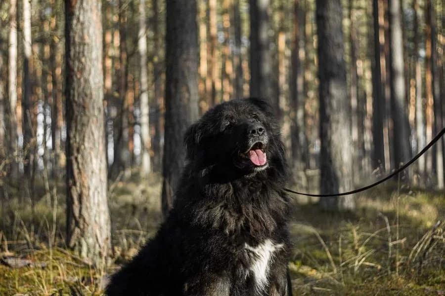 Tors, male 4yo Mixed Breed for adoption at Dzīvnieku patversme Ulubele