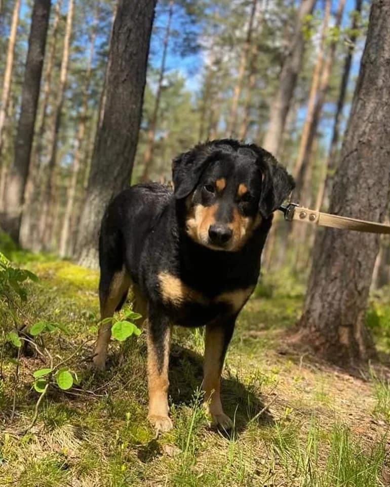 Pifs, male 3yo Mixed Breed for adoption at Dzīvnieku patversme Ulubele
