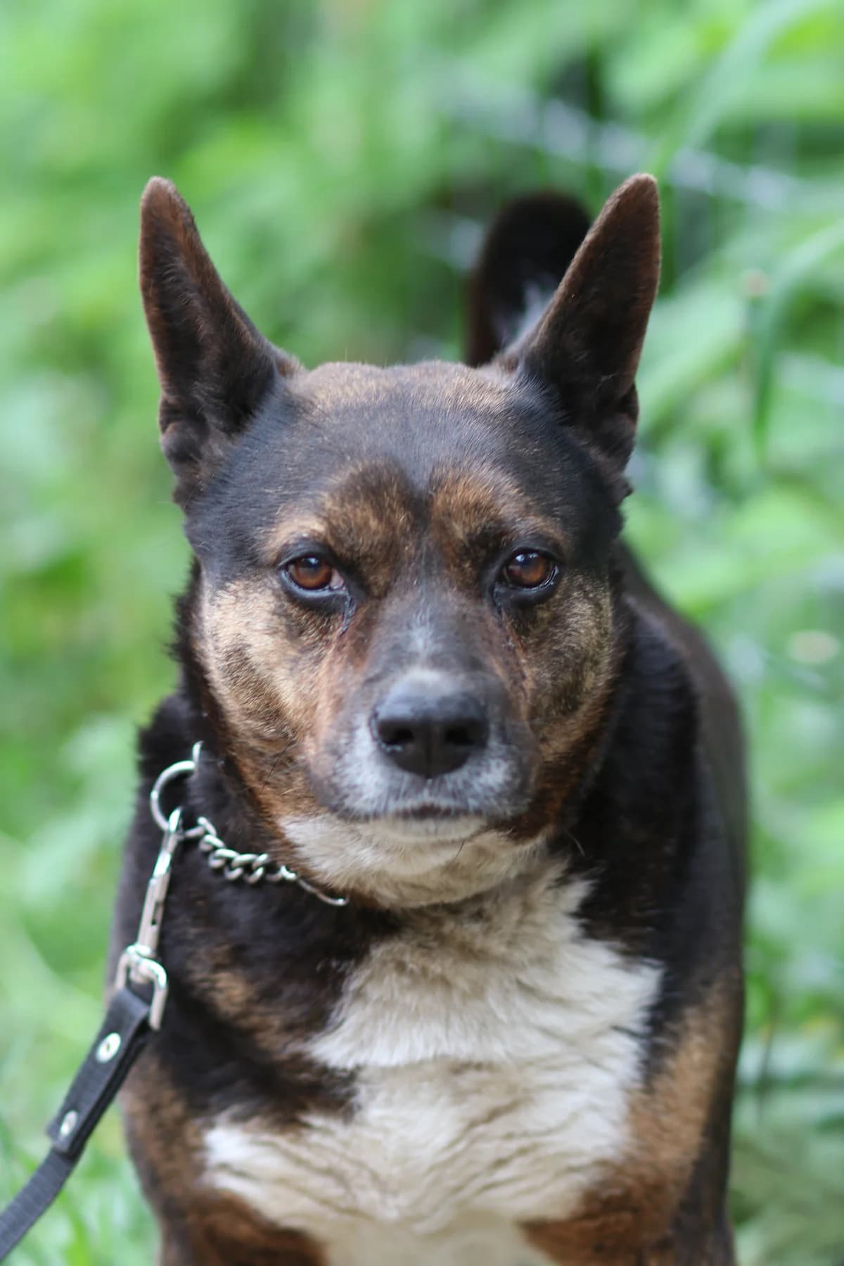Djego, male 6yo Mixed Breed for adoption at Dzīvnieku patversme Ulubele