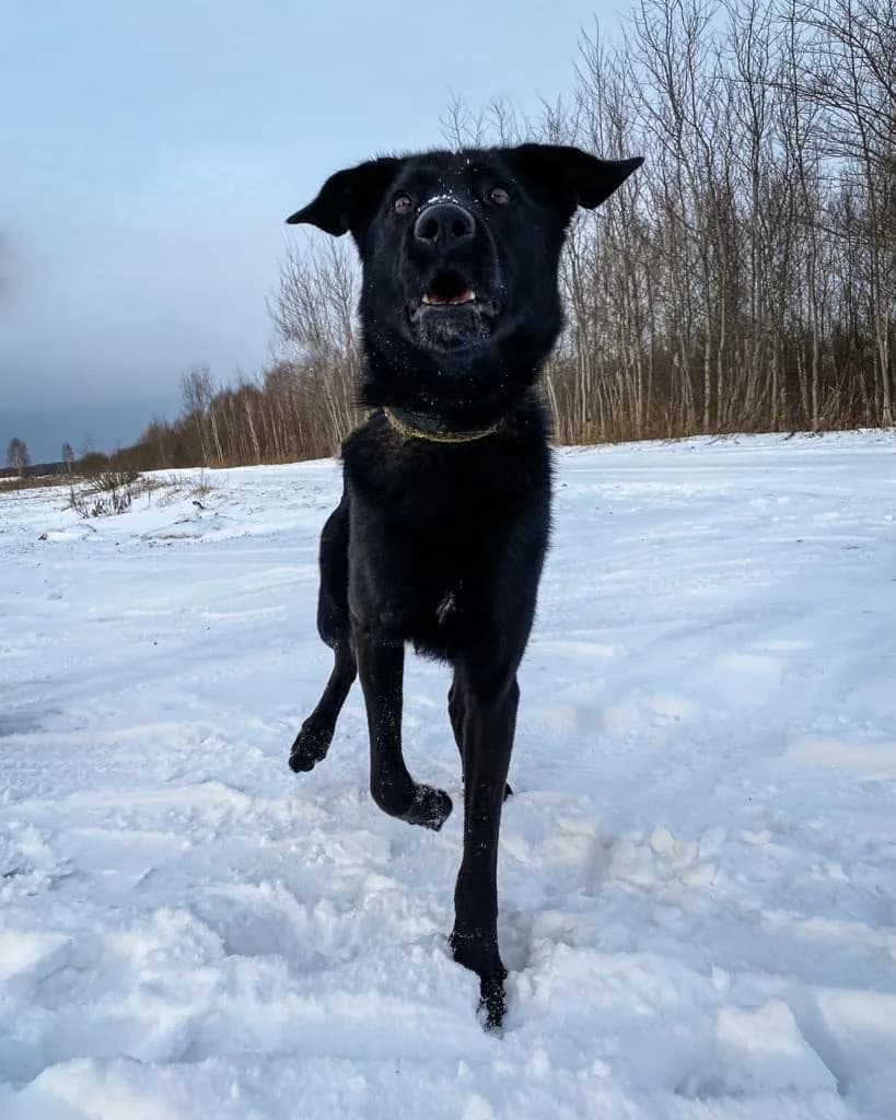 Bosis, male young Mixed Breed for adoption at Dzīvnieku patversme Ulubele