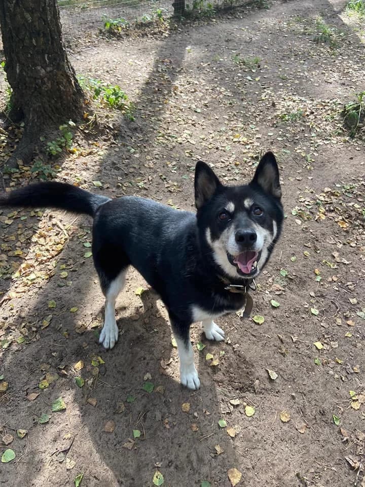 Labsirdīgā Osīte, male 5yo Mixed Breed for adoption at Dzīvnieku patversme Ulubele