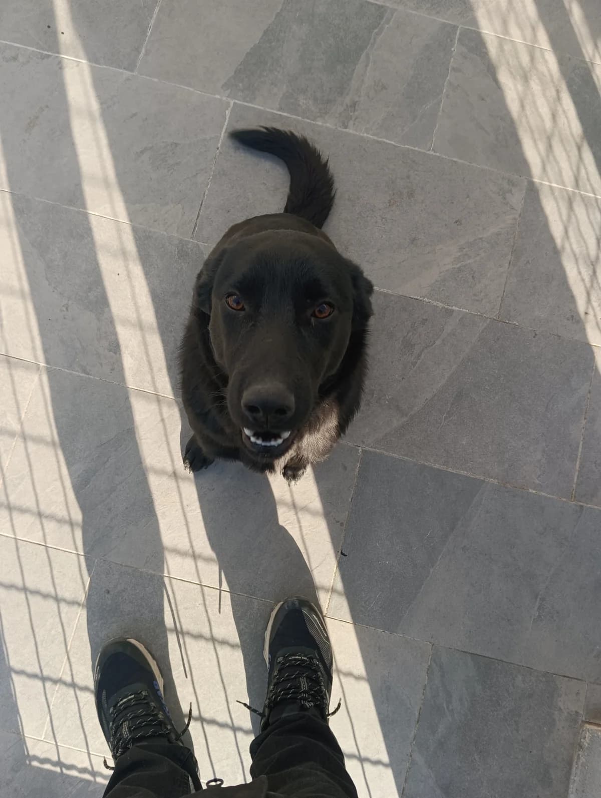 Bleki, male young Labrador Retriever for adoption at Azil grada Bara, Куфин