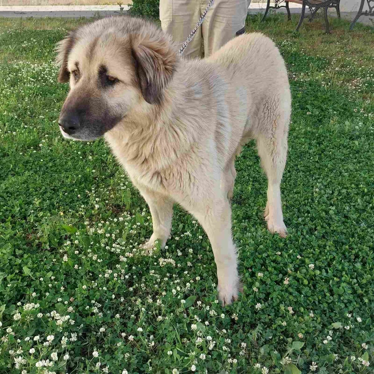 Šara, female 4yo Kangal for adoption at Azil grada Bara, Куфин