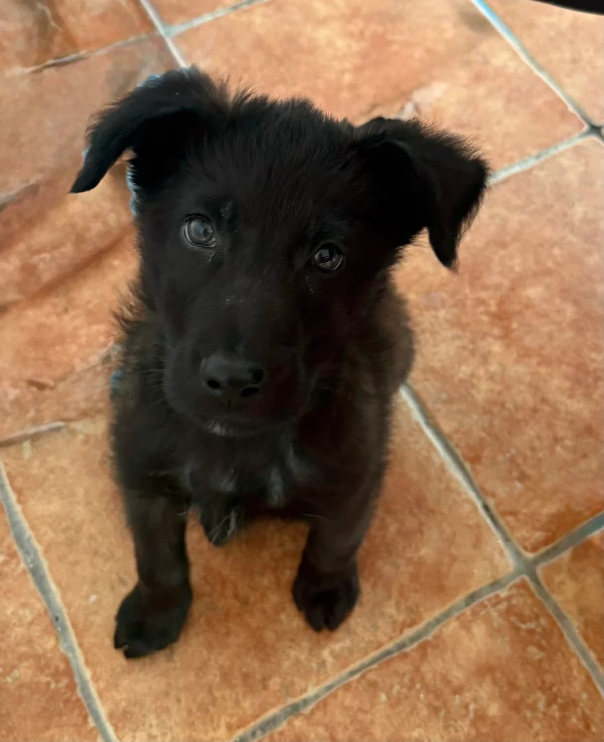 Ares, male puppy mixed breed for adoption at Azil grada Bara, Куфин