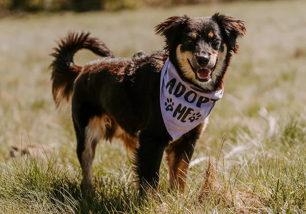 Balu, male senior Mixed Breed for adoption at Caramelli Rescue Montenegro, Nationwide