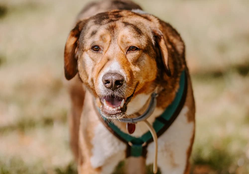 Marlin, Mixed Breed for adoption at Caramelli Rescue Montenegro, Nationwide
