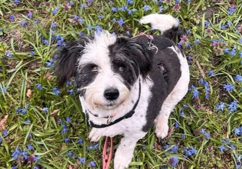 Cybill, female 5yo Mixed Breed for adoption at Caramelli Rescue Montenegro, Nationwide