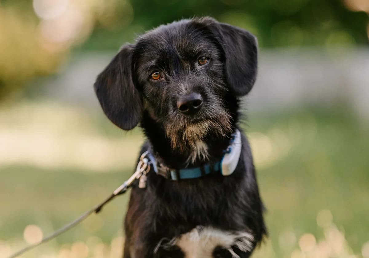 Rumo, male young Mixed Breed for adoption at Caramelli Rescue Montenegro, Nationwide