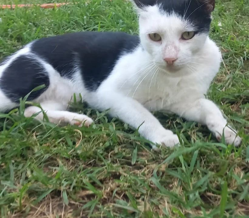 Joko, male Mixed Breed for adoption at Mali i Veliki Raj, Podgorica