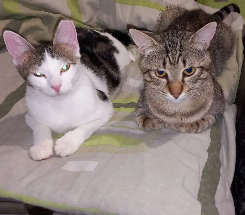 Srećko I Mićko, male Mixed Breed for adoption at Mali i Veliki Raj, Podgorica