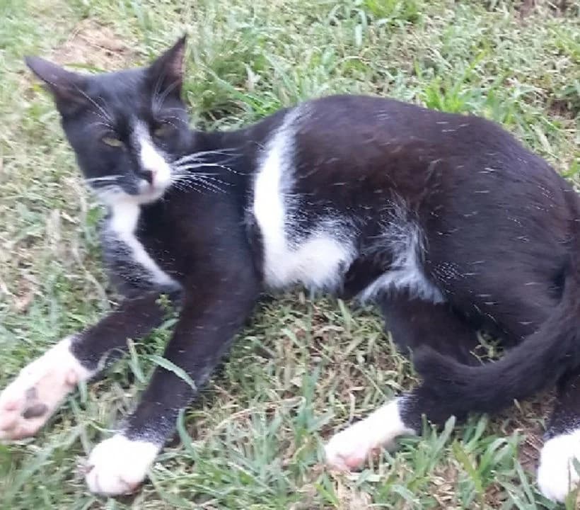 Tina, female Mixed Breed for adoption at Mali i Veliki Raj, Podgorica