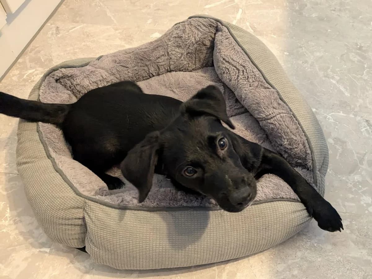 Chuck, male puppy Dachshund for adoption at Strays Without Borders, Skopje