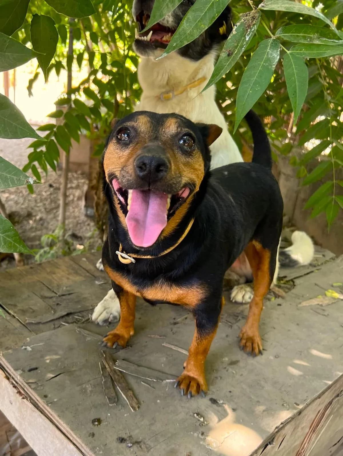 Ljubica, female Mixed Breed for adoption at Strays Without Borders, Skopje