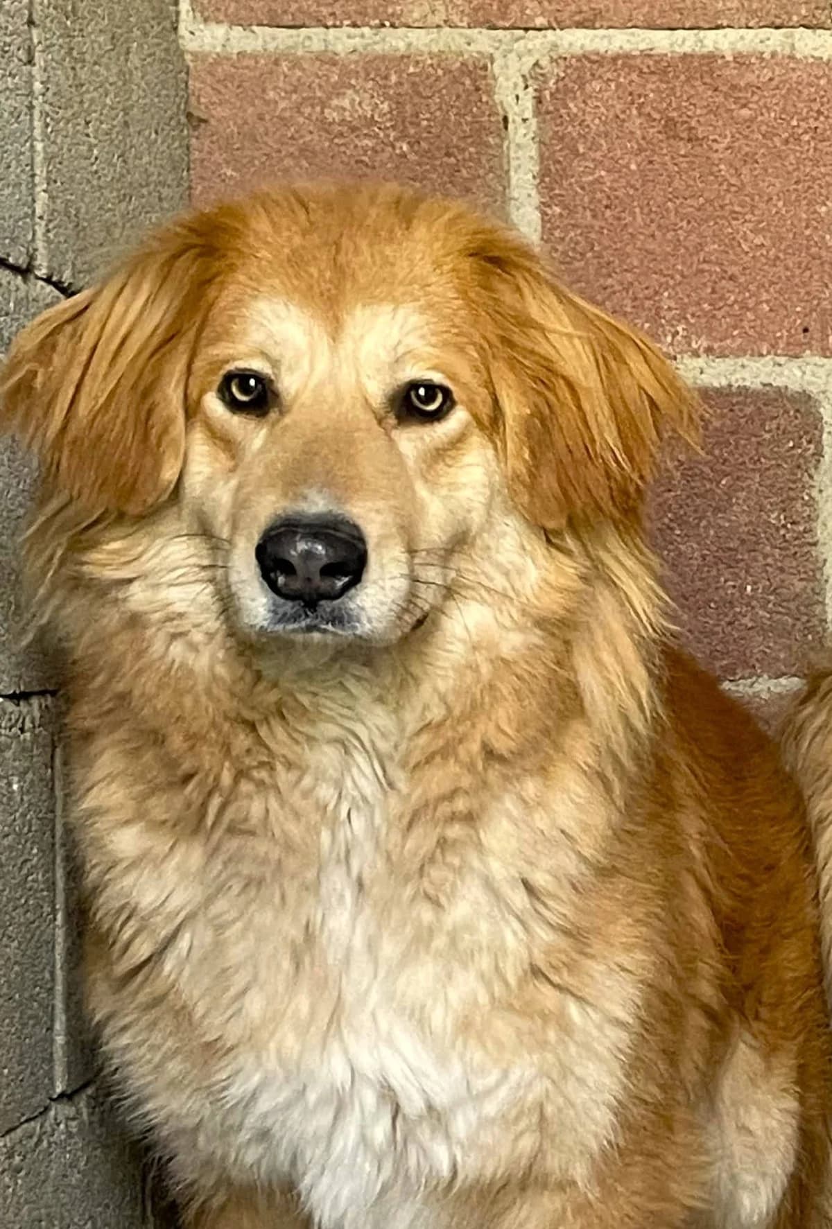 Ginny, female puppy mixed breed for adoption at Strays Without Borders, Skopje