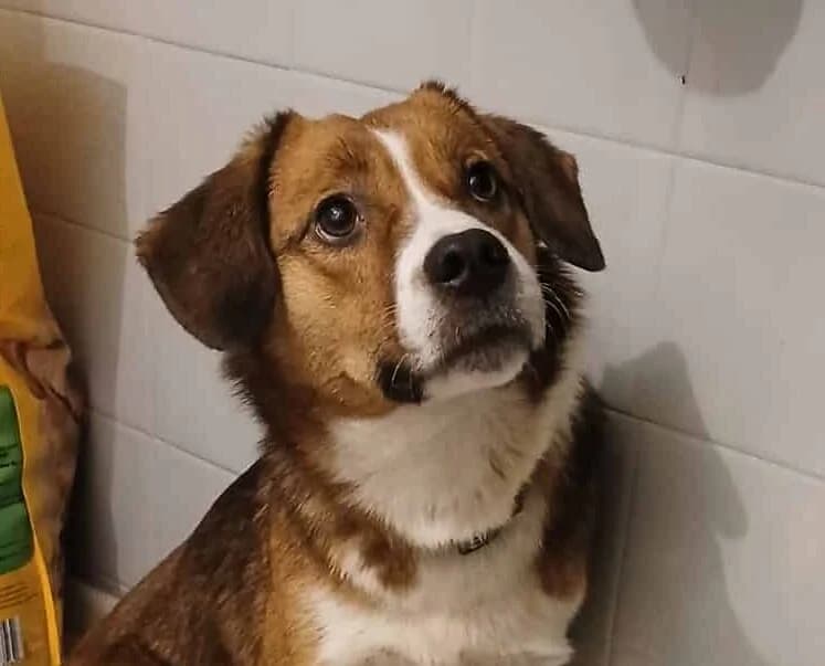 Shiva, female mixed breed for adoption at Strays Without Borders, Skopje