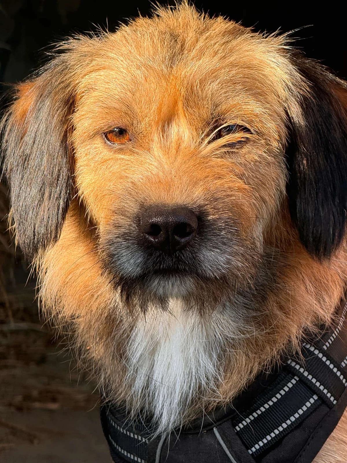 Bella, female mixed breed for adoption at Strays Without Borders, Skopje