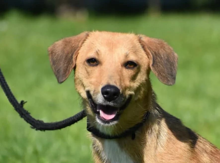 Reserved – Honey, female 6yo Mixed Breed for adoption at Strays Without Borders, Skopje