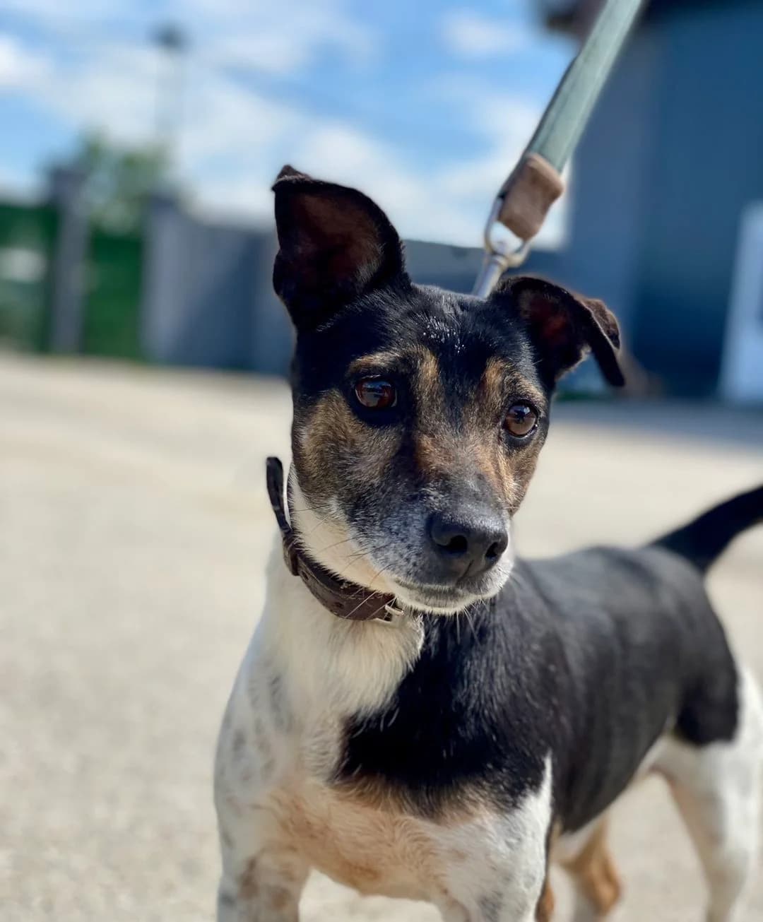 Rambo, male senior Jack Russell Terrier for adoption at Strays Without Borders, Skopje