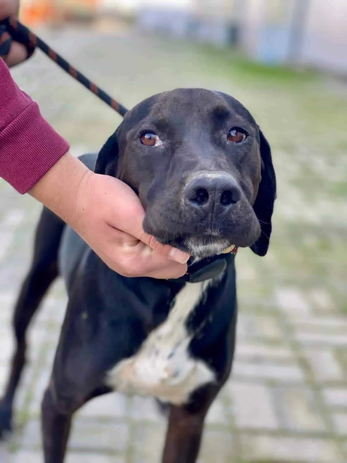 Jean, male 4yo Labrador Retriever for adoption at Strays Without Borders, Skopje