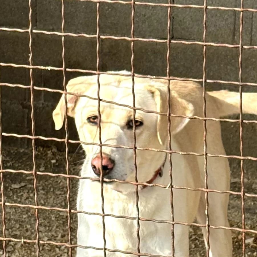 Lu, male 5yo Labrador Retriever for adoption at Strays Without Borders, Skopje
