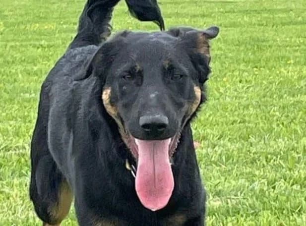 Buddy, male 3yo mixed breed for adoption at Strays Without Borders, Skopje