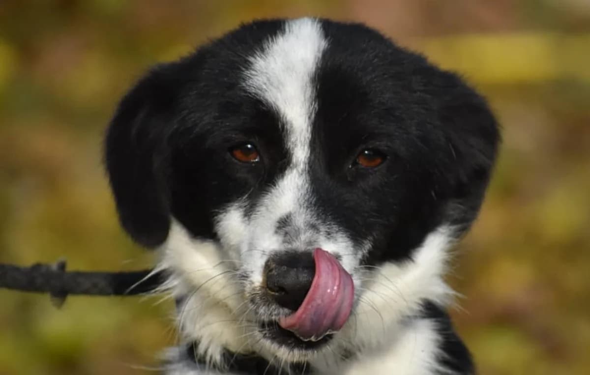 Scooby, male young mixed breed for adoption at Strays Without Borders, Skopje