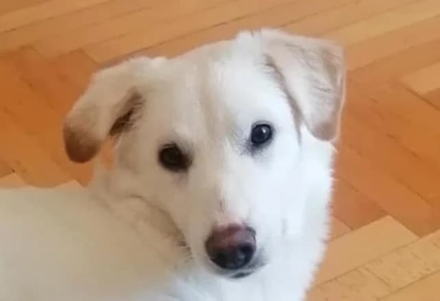 Bella, female young mixed breed for adoption at Strays Without Borders, Skopje