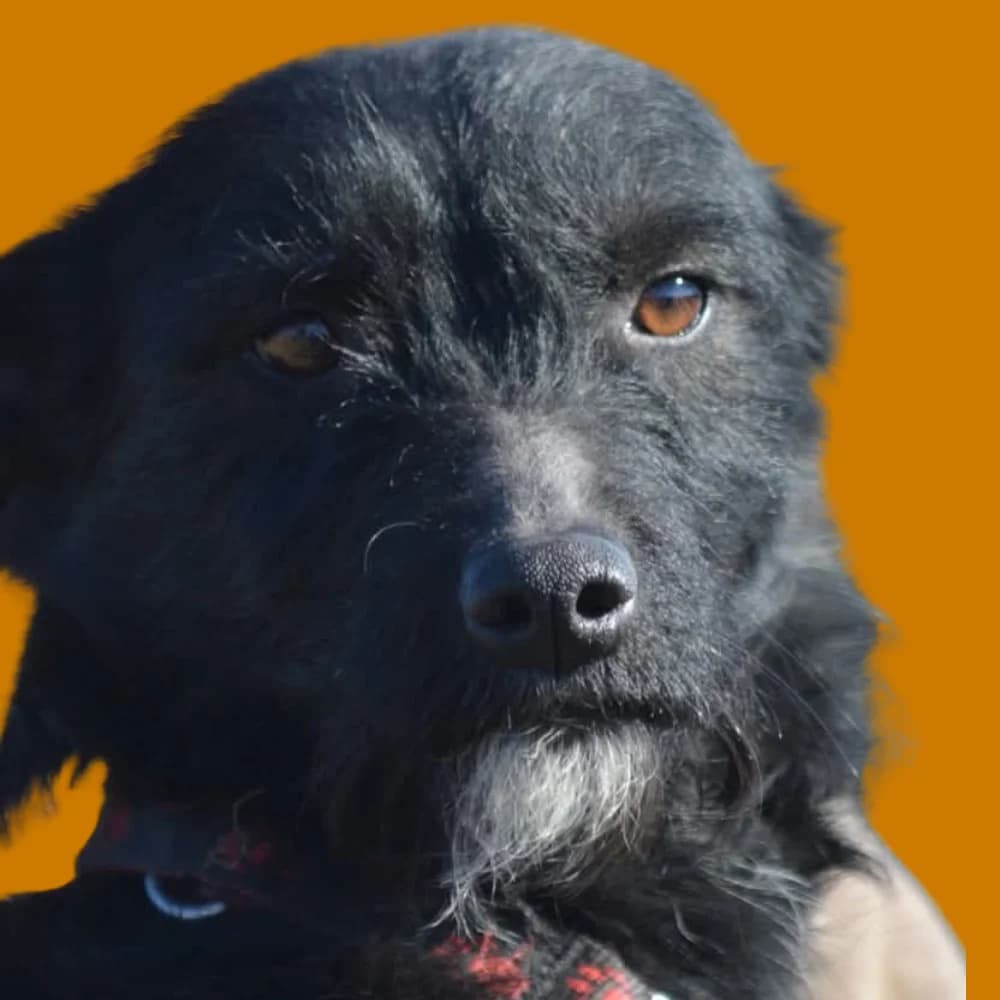Dunja, Mixed Breed for adoption at Amospet, Skopje