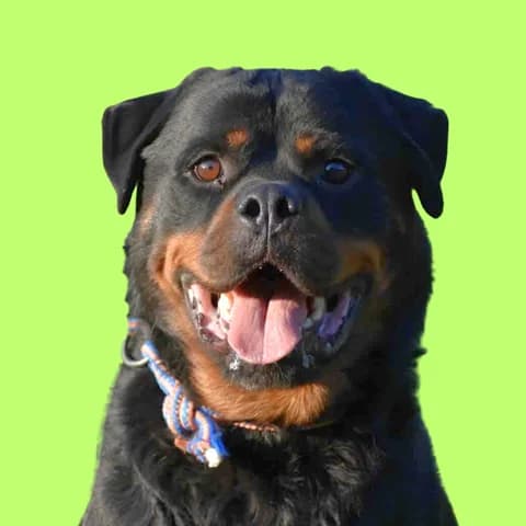 Lion, Mixed Breed for adoption at Amospet, Skopje