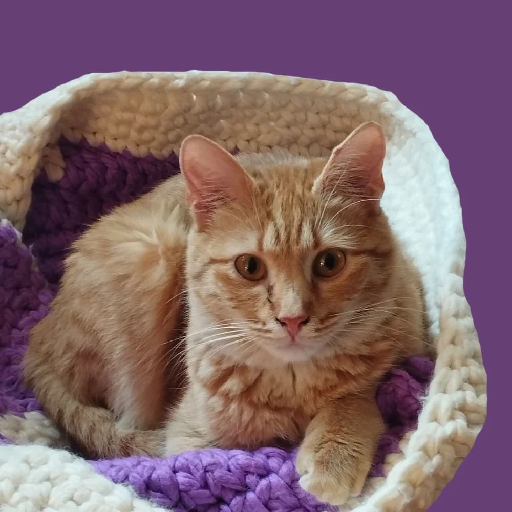 Maple, Mixed Breed for adoption at Amospet, Skopje