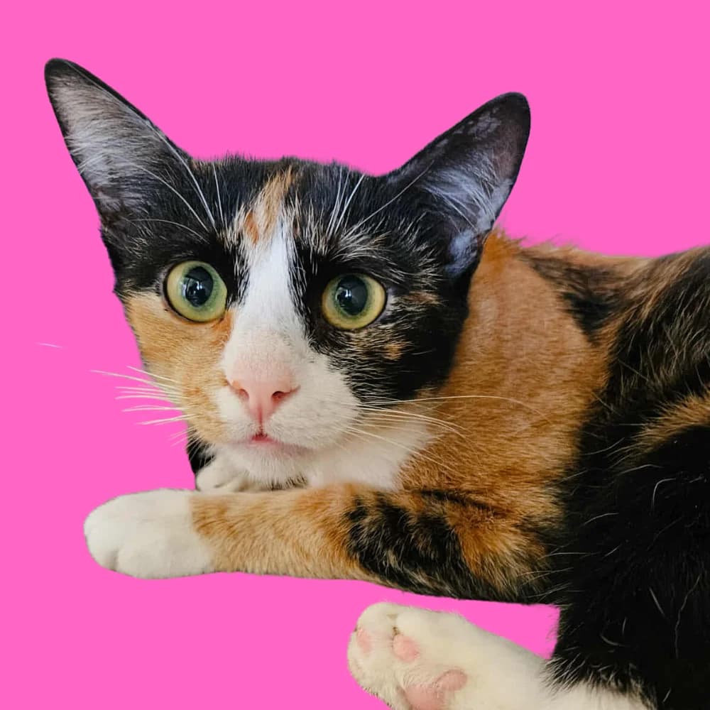 Sharenka, Mixed Breed for adoption at Amospet, Skopje