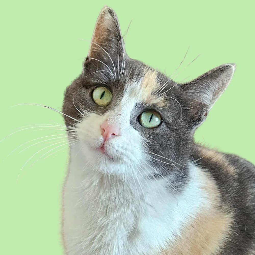 Saranda, Mixed Breed for adoption at Amospet, Skopje