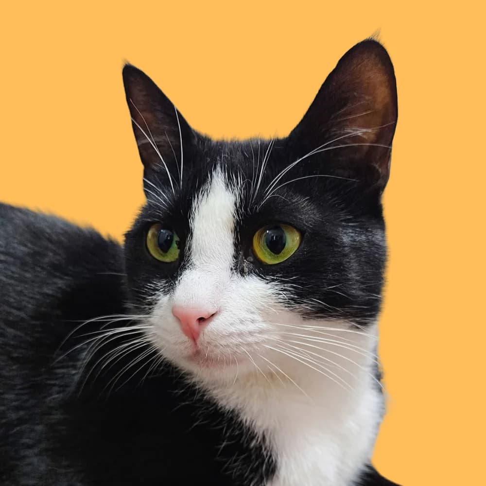 Kikachu, Mixed Breed for adoption at Amospet, Skopje