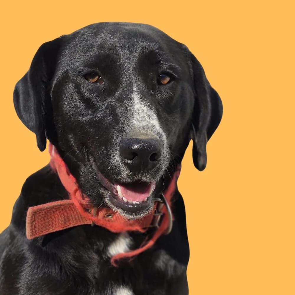 Kala, Mixed Breed for adoption at Amospet, Skopje